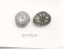 Click for 1 image(s) for this accession. FRUIT